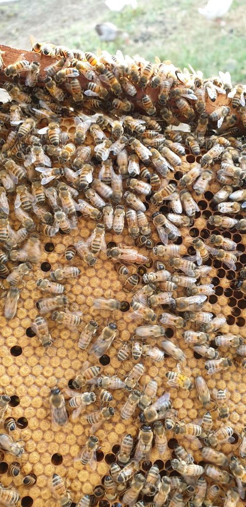 Primo piano di un favo: le api operaie coprono le celle della covata