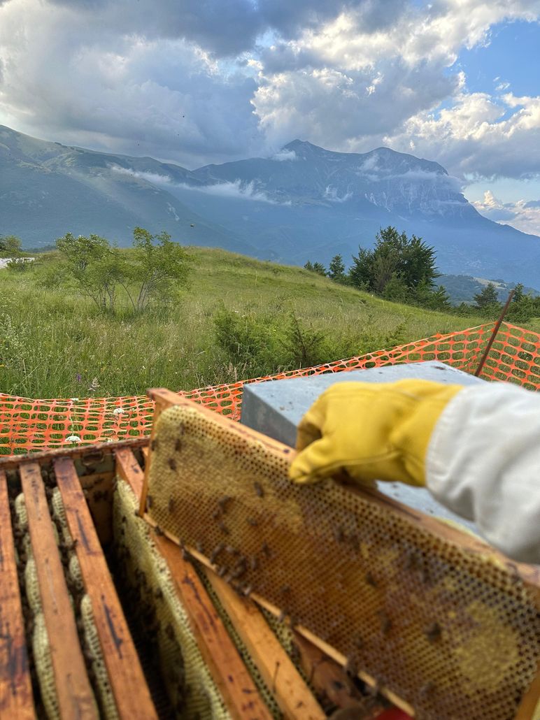 Un apicoltore solleva un telaino da un'arnia aperta in montagna, con le cime e il cielo nuvoloso sullo sfondo