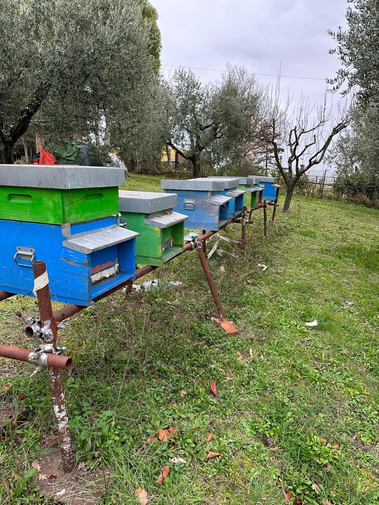 Fotografia dell'apiario di Collina dei Tucci