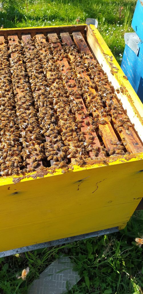 Un'arnia gialla aperta dall'alto, i telaini ricoperti di api