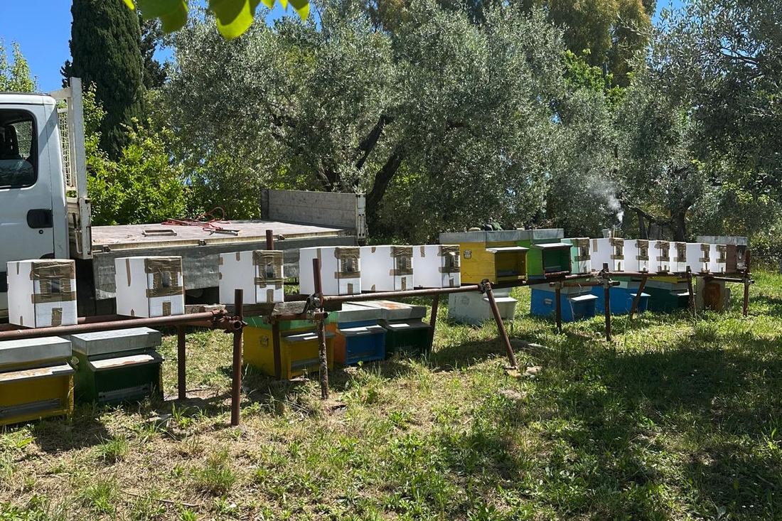 File di arnie colorate su cavalletti in un prato tra gli olivi, con il camion per il nomadismo apistico parcheggiato accanto