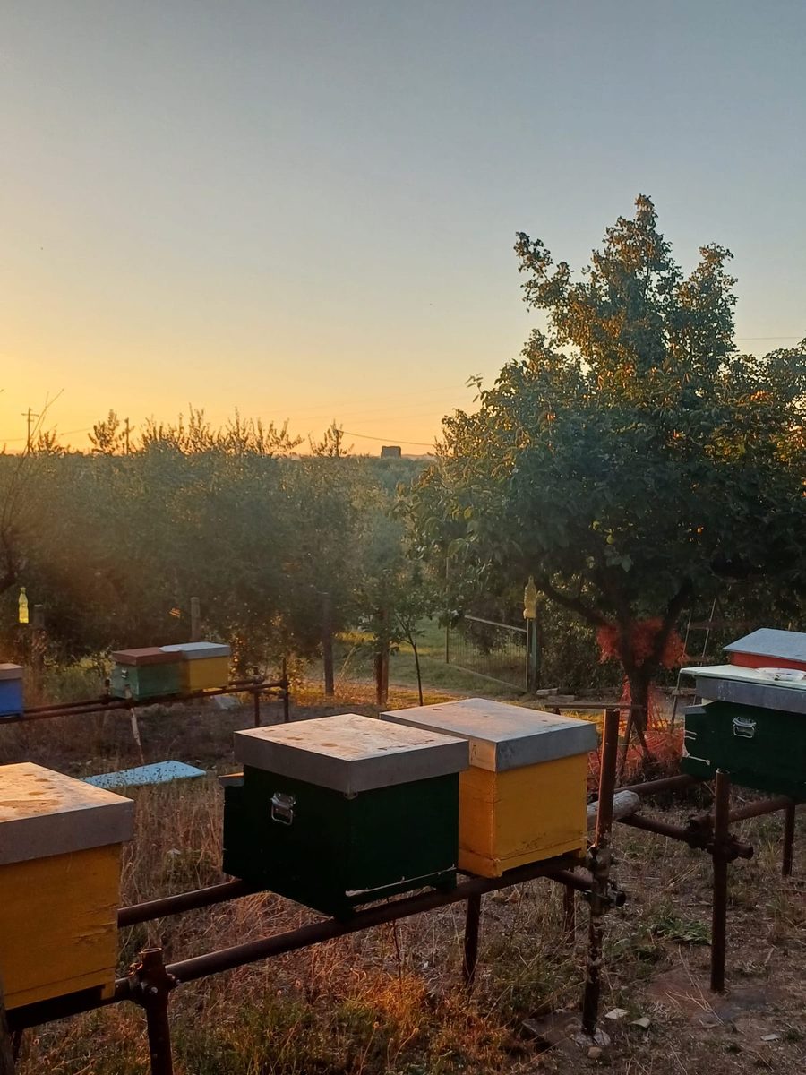 Gli olivi e le arnie della tenuta al tramonto, a Fonte Nuova