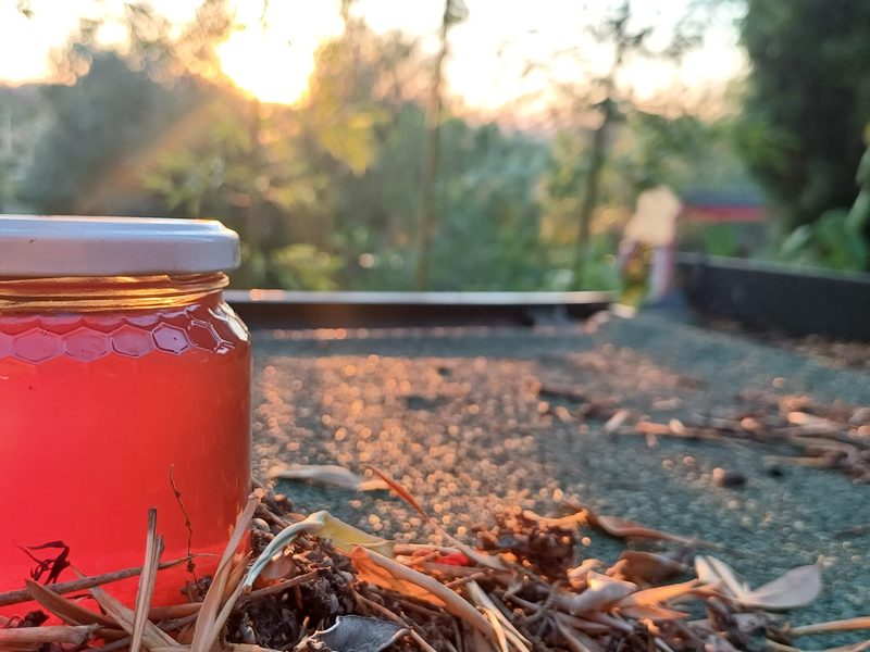 Vasetto di miele appoggiato a terra fra i rami secchi, con il sole basso dietro gli alberi
