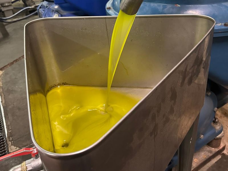 Olio extravergine che scende nella vasca di acciaio durante la molitura