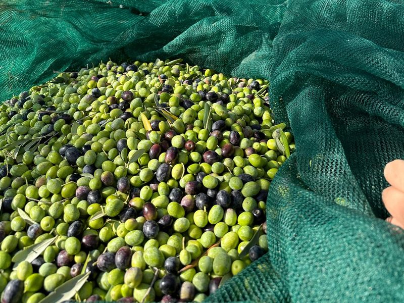 Olive appena raccolte, verdi e nere, sulle reti stese sotto gli olivi