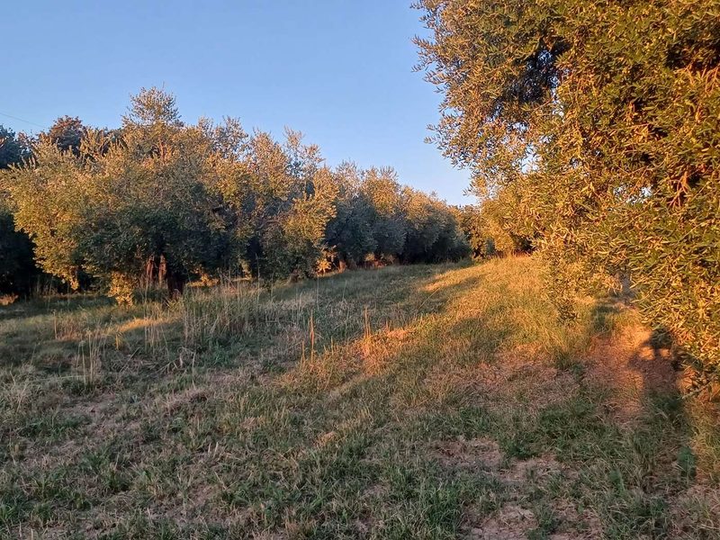 Oliveto dell'azienda agricola nel Parco Nomentum a Fonte Nuova